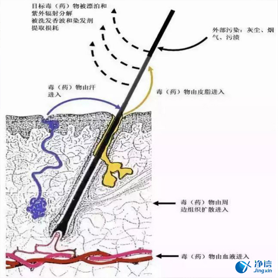 上海凈信毛發(fā)毒品檢測儀檢測吸毒情況-即使脫毛也照檢不誤